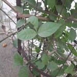 Aegle marmelos Leaf
