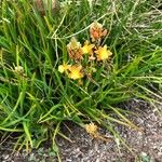 Bulbine frutescens Feuille