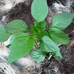 Capsicum annuum 葉