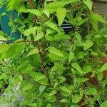 Chenopodium polyspermum Blad