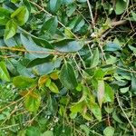 Ligustrum japonicum Leaf