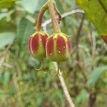Mabea occidentalis Vrucht