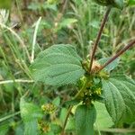 Waltheria indica Fuelha