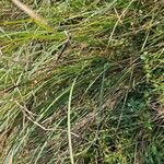 Carex nigraLeaf