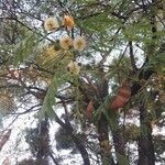 Acacia berlandieri Fruit