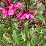 Gaura lindheimeri Floare