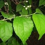 Philadelphus coronarius Lehti