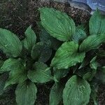 Plantago rugelii Folha