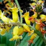 Lachenalia orchioides Kukka