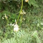 Cirsium erisithales Blomma