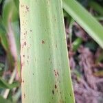 Crinum × powellii Leaf