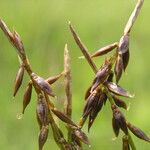 Carex pulicaris 其他