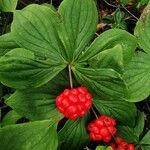 Cornus canadensis Froito