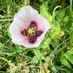 Papaver somniferum Цвят