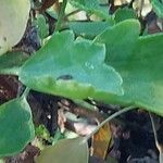 Pelargonium acetosum Leaf