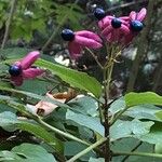 Clerodendrum trichotomumFrukto