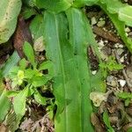 Orchis italica Blad