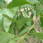 Acacia auriculiformis Blad