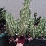 Huernia macrocarpaКвітка