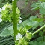 Malva parviflora Kôra