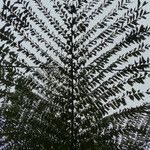 Caryota obtusa Hoja