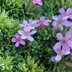 Androsace ciliata Blomma