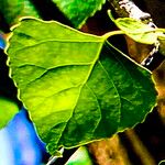 Populus fremontii Leaf