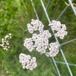 Achillea nobilisKvět