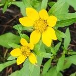 Bidens cernuaFlower