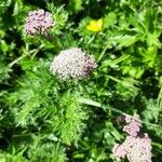 Mutellina adonidifolia 花