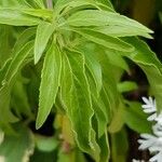 Salvia farinacea Blatt