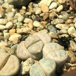 Lithops spp. 整株植物