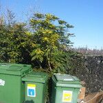 Berberis japonica Habit