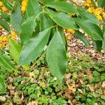 Euonymus myrianthus Leaf