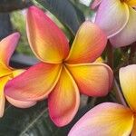 Plumeria rubraÇiçek