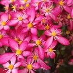 Saxifraga cortusifolia Siebold & Zucc.花