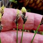 Carex montana 花