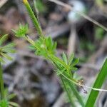 Galium pumilum Ліст