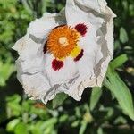 Cistus ladanifer Kvet
