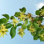 Carpinus betulus Fruit