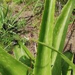 Aloe amudatensis 葉