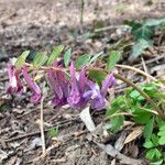 Corydalis solida Λουλούδι