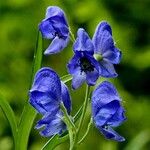 Aconitum napellus Flower