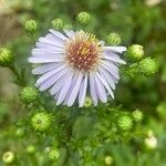 Symphyotrichum novi-belgii Blomst