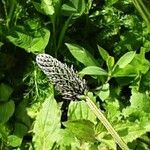 Plantago argentea Fula