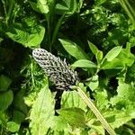 Plantago argentea Flower