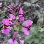 Moricandia moricandioides Flower