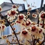 Chimonanthus praecox Flower