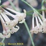 Asperula aristata Кветка