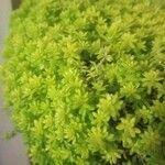 Sedum japonicum Hoja